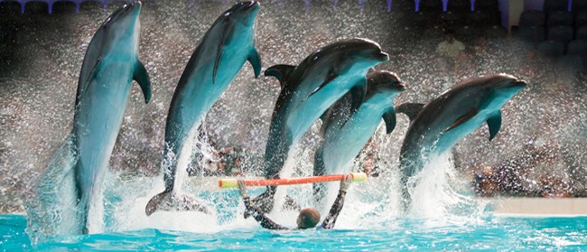Dubai_Dolphinarium (1)